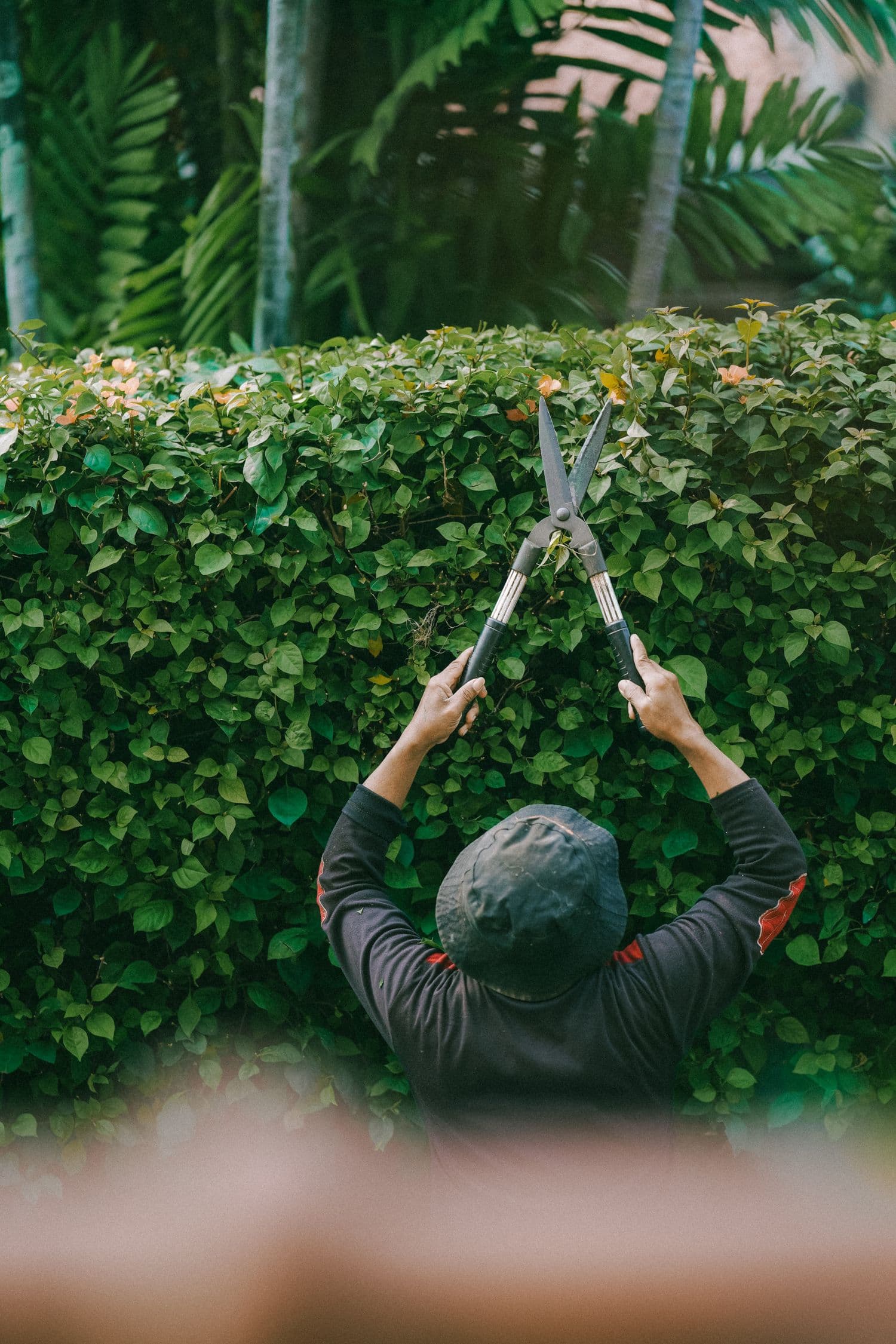 Tree & Shrub Care
