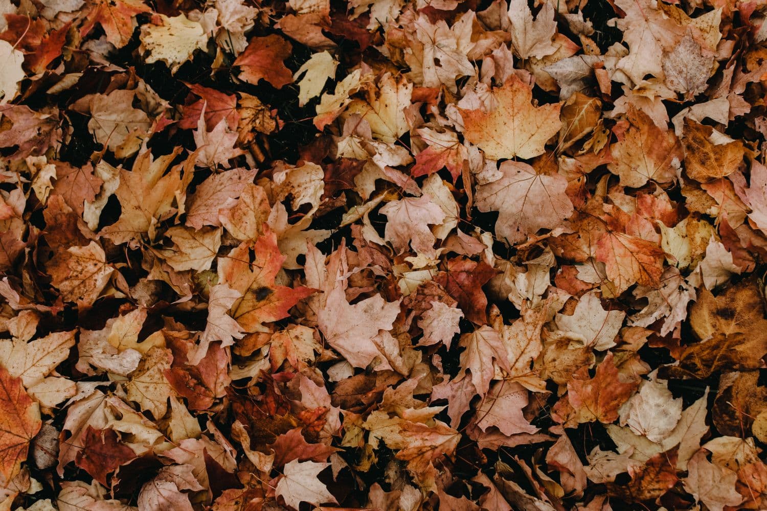 Fall Preparation